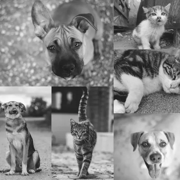 Prisão para os maus tratos